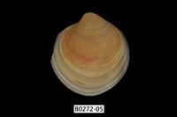 藏品(環文蛤(赤嘴仔))的圖片